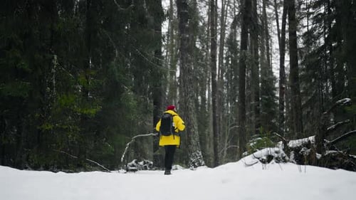 Winter Landscape with Beautiful Coniferous Forest and Figure of Male Tourist Backpacker Exploring