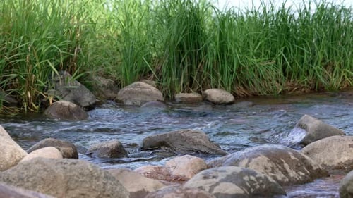 Serenity Found in Flowing Water Near Lush Greenery