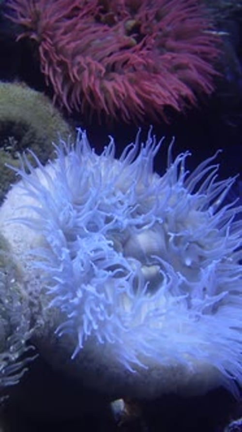 Coral Reef Vertical Video