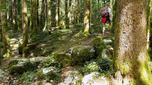 Traveler woman with backpack walking in forest on sunny day. Following young girl hiking through for