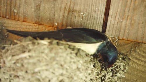Barn swallow building its nest with its beak under wooden roof rafters.