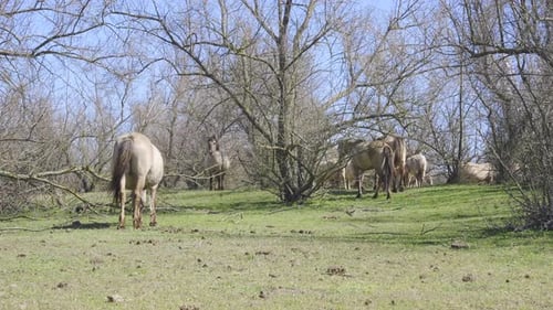 Herd of wild horses roam and graze on glade among thickets of bushes