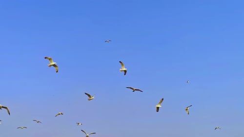 Bandada de gaviotas salvajes volando en el cielo