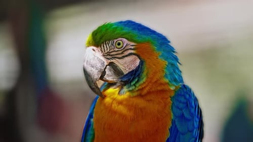 Portrait of a Large Brightly Colored Parrot Sits on a Perch Closeup