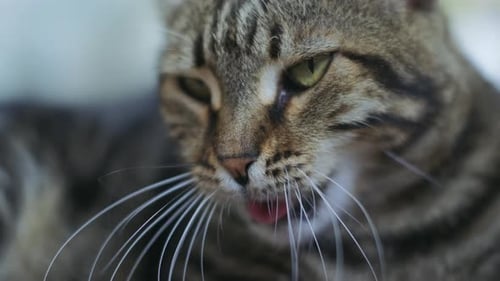 Nahaufnahme einer gähnenden Tabbykatze.