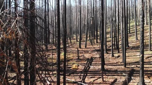 Scorched Forest Landscape After a Fire