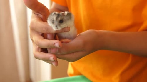 Child Holding a Hamster Pet Indoors