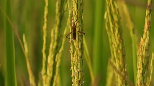 Insect Perched on a Rice Stalk in the Field
