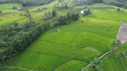 Beautiful morning view indonesia Panorama Landscape paddy fields with beauty color and sky natural