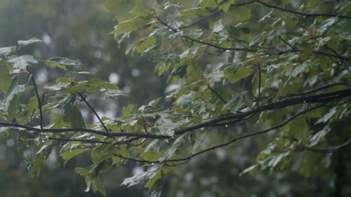 Closeup of Rain Over a Tree Wet Leaves of a Tree Branch with Rain