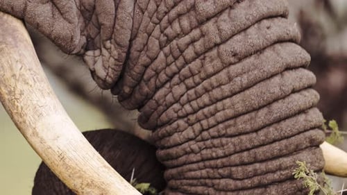 Extrem detailreiche Nahaufnahme des afrikanischen Elefantenrüssels im Serengeti-Nationalpark in Tansania in Afrika, Ele