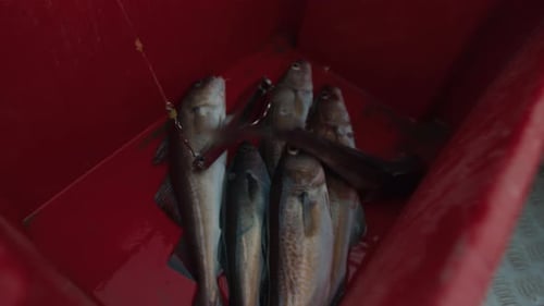 Fisherman Puts Freshly Caught Atlantic Cod Inside a Red Container on a Fishing Boat
