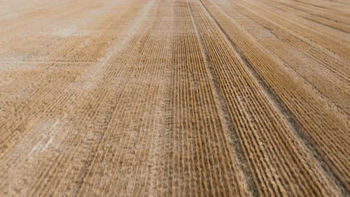 Flying Over Freshly Harvested Wheat Field Abstract Texture Background Farming Footage The Field