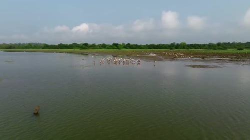 Sri Lanka painted storks standing in shallow water