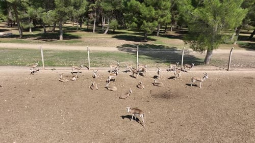 Gazelle