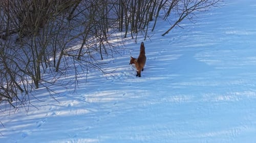 Wild Fox Exploring Snowy Forest Capturing Peaceful Winter Solitude