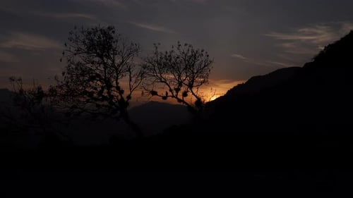 aerial scene whit a tree and a sunset