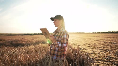 Farmer Woman with Digital Tablet in Hands Walks Through Harvesting Wheat Field Agronomist Online
