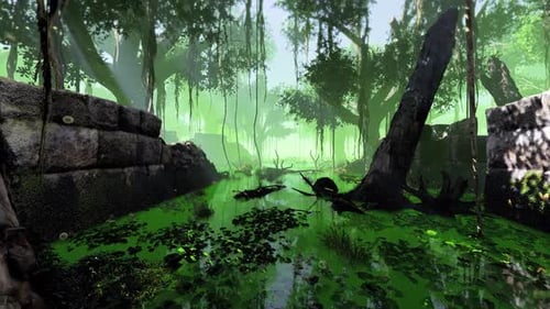 Rainforest And Swamp.
