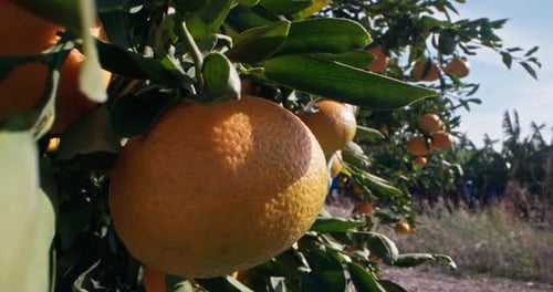 Closeup of a Mandarin Growing on a Tree in a Mandarin Plantation