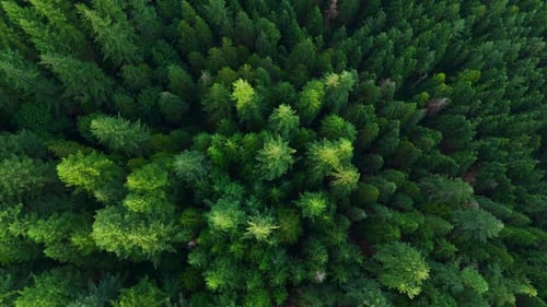 Top Down View of the Coniferous Forest Canada
