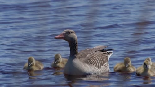 Close up of Greylag Goose family swimming in a lake. Sunny and windy day. (4K Resolution)