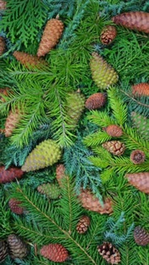 Pine Cones Rotation Abstract Natural Texture Background for Advertising Use