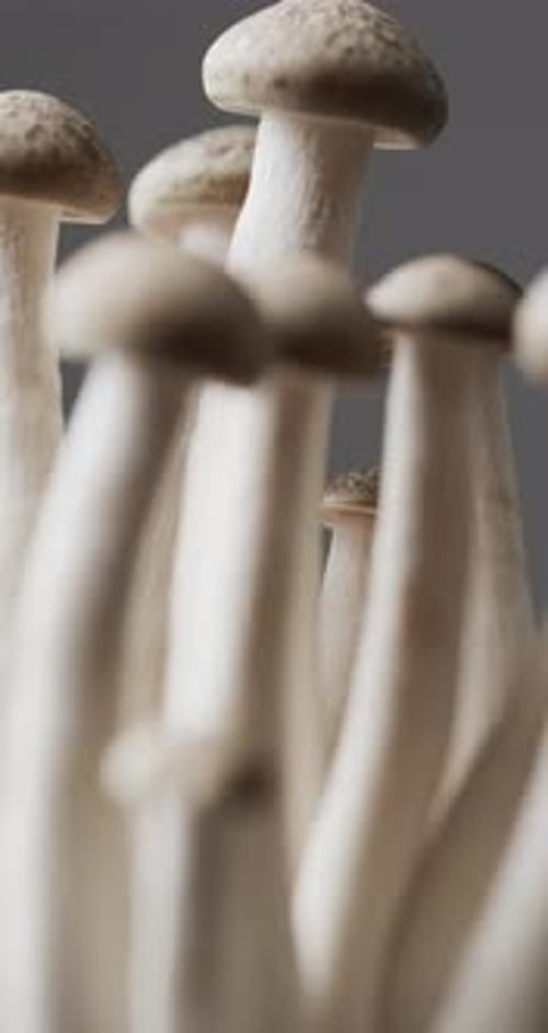 Micro vertical video close up of mushrooms on grey background