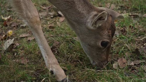 Head of White tailed spotted young deer eating grass view from above close up slow motion.