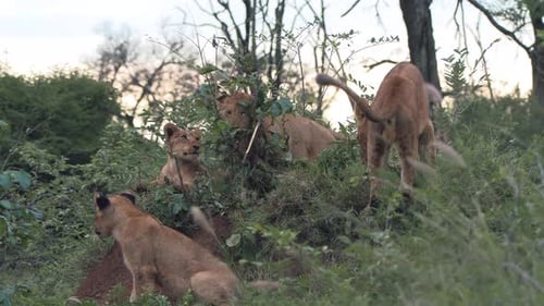 Lion cubs play among the vegetation in a game reserve. Close up shot.