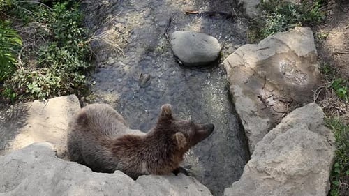 Family of Brown Bears Wandering in a Serene Morning Forest By the Lake