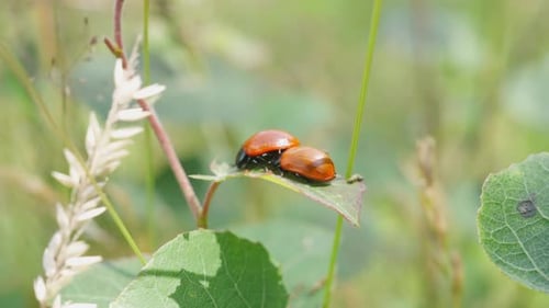 Two Red Ladybugs Resting on a Green Leaf