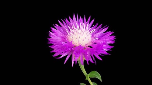 Purple Flower Bloom Time Lapse on Black Background