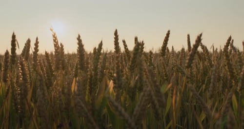 Golden Wheat Field at Sunrise or Sunset