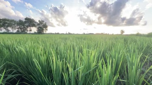du riz soufflant dans le vent dans les rizières et un ciel magnifique à la campagne