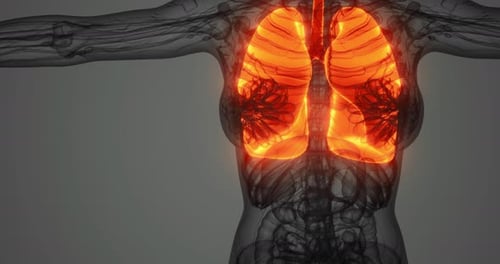 Detailed Anatomy of Human Lungs Highlighting Structures and Functions