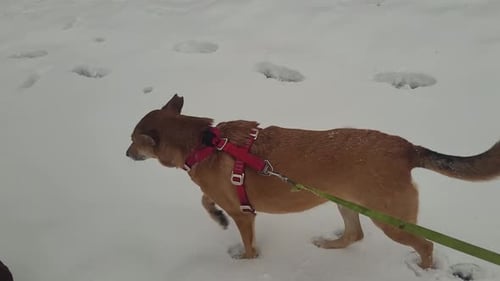 Dog Trots through Snowy Winter Landscape