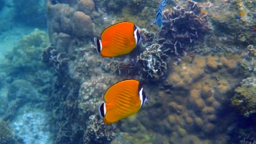 Vibrant Fish Swim near a Coral Reef