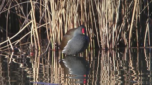 A Moorhen, Gallinula chloropus, perched near reeds at edge of lake. Winter. UK