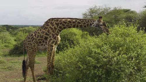 Giraffe weidet auf Baumwipfeln in der Serengeti
