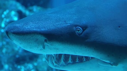 Closeup of Great White Shark Swimming Underwater Carcharodon Carcharias