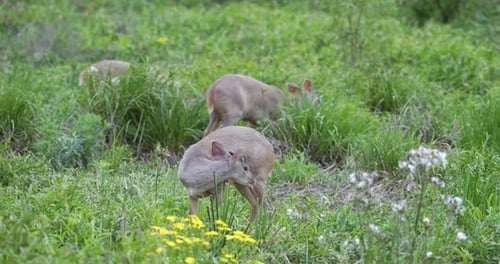 Group of small marsh deer in the tall grass. 4k footage.