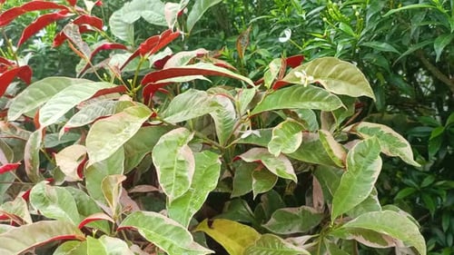 close up of rain and Plant Leaves Excoecaria Cochinchinensis.