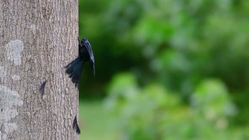 El Drongo mayor de cola de raqueta es conocido por su cola que parece una raqueta; es muy inteligente
