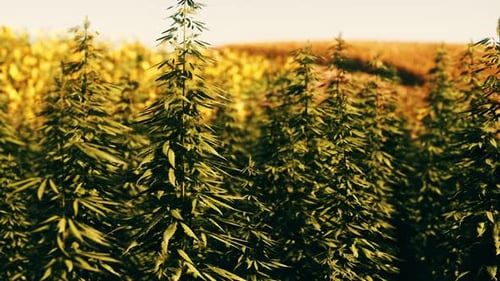 Green Canabis on Marihuana Field Farm