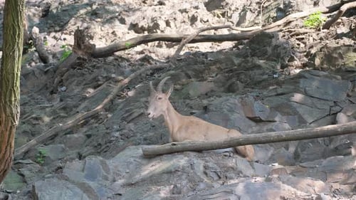 Mountain Goat on the Rocky Mountains of the Alps