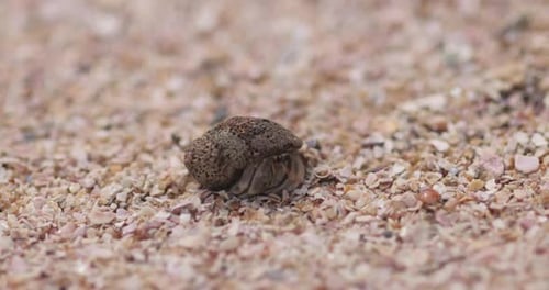 Person Playfully Interacting with Hermit Crab on Sandy Beach