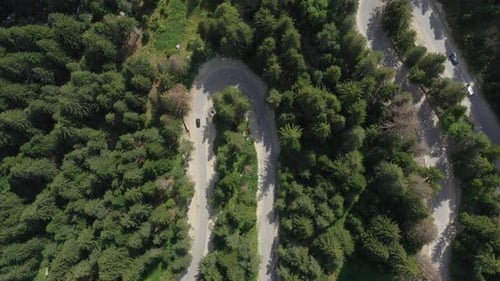 Flug über ein Auto, das sich auf einer Asphaltstraße durch einen Pinienwald in den Bergen bewegt