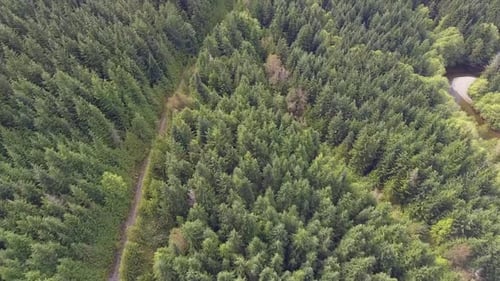 Aerial view of 4wd road through dense forest