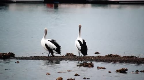 Pair Of Pelican Birds On Marsh Near City Harbor During Summer. - Static Shot